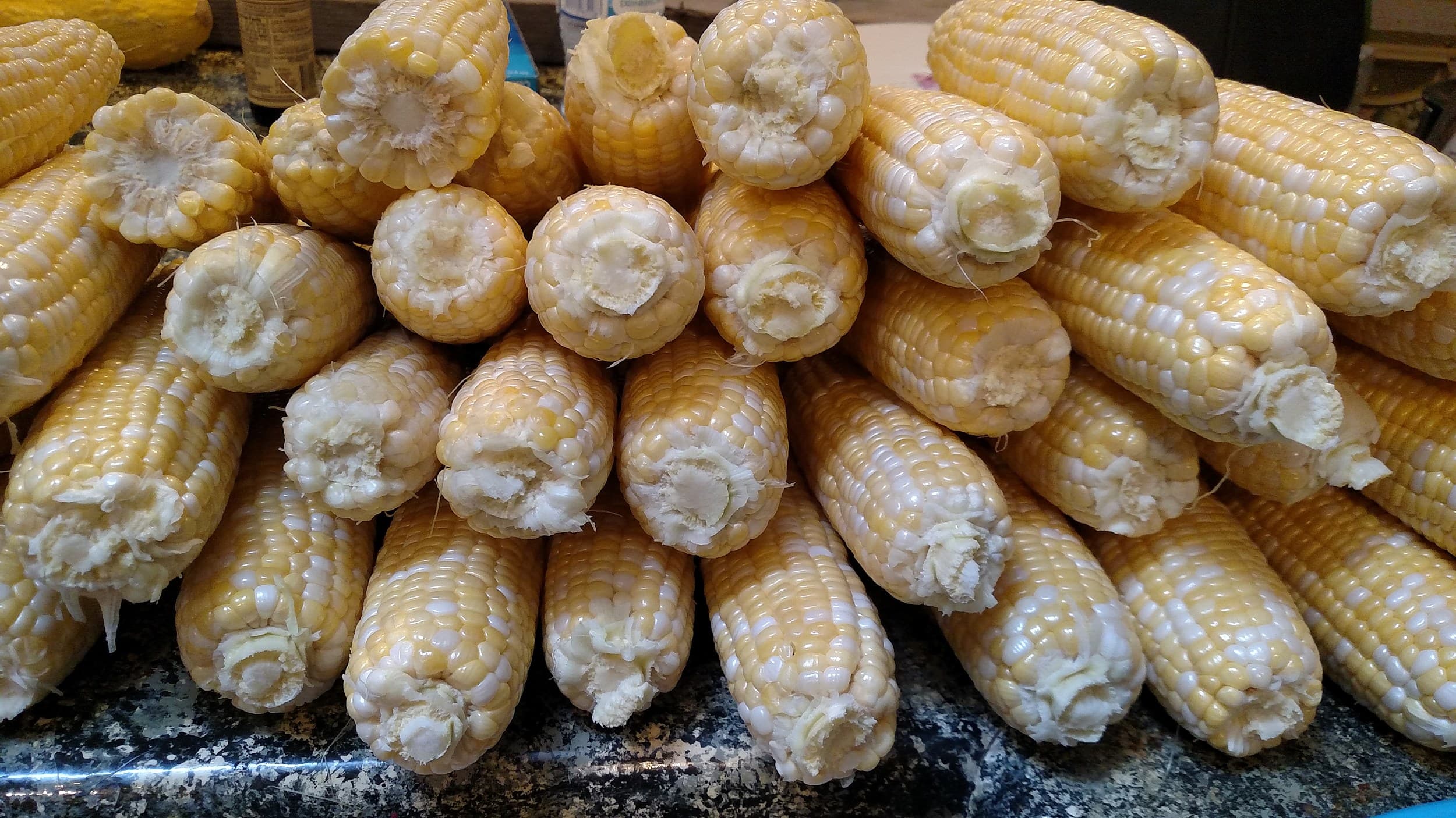 Husked Olathe Sweet cobs piled on the packing shed table the morning of pick