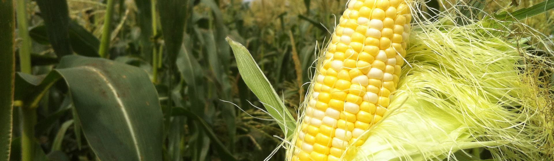 A single ear of Olathe Sweet corn, partially husked, silk still attached, against a field of dark green tassels