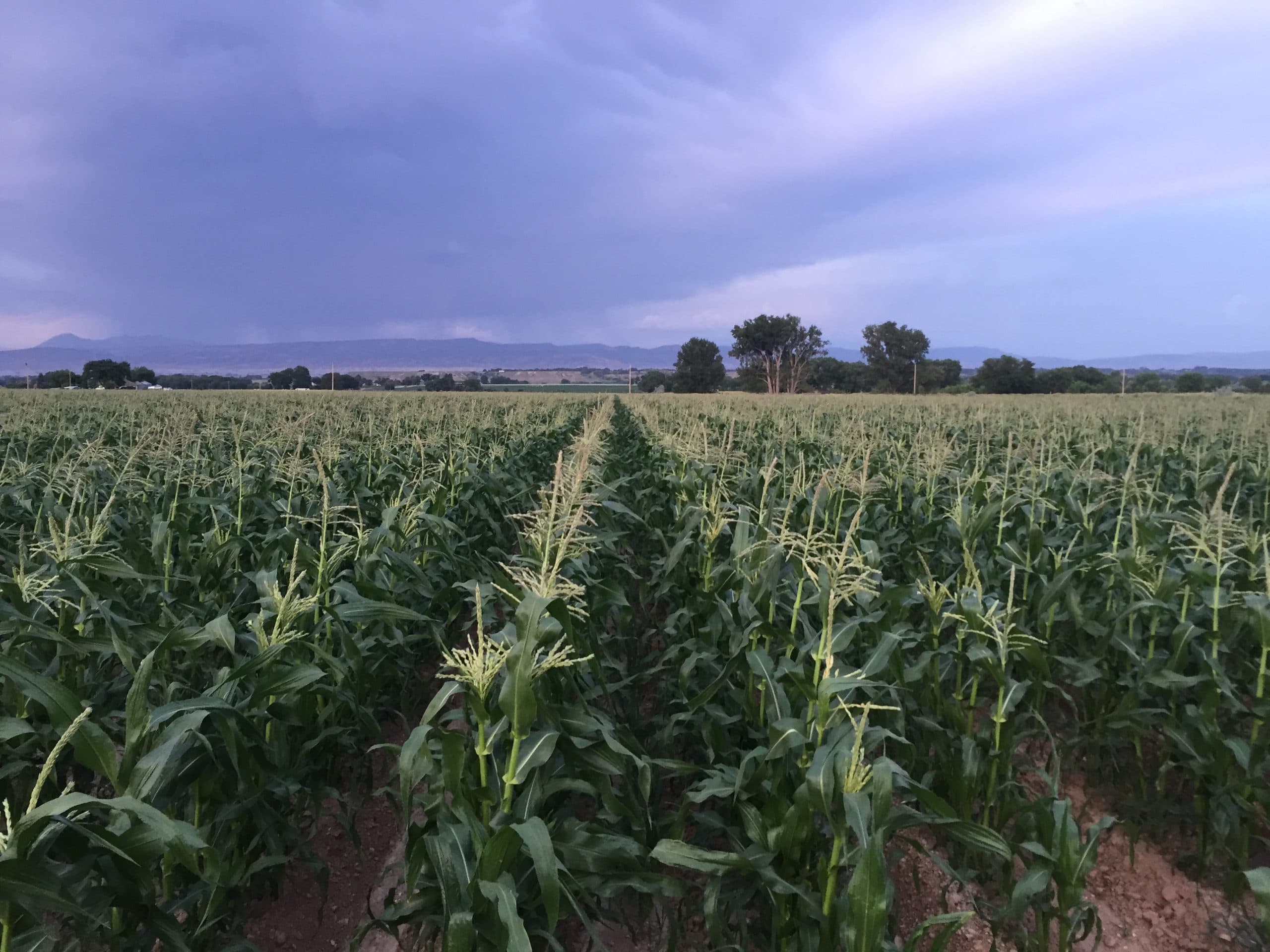 Pre-storm corn rows receding to the mountains at dusk